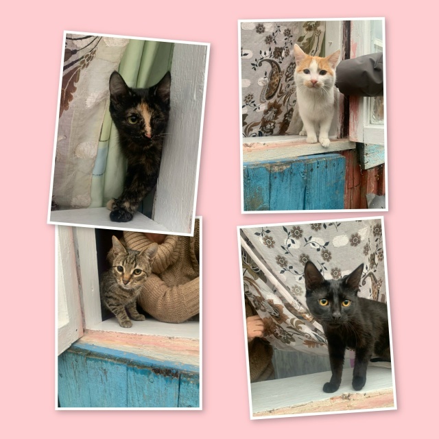 Ищут дом.
Щенки и котята.
Щенки от 2х месяцев до 9мес.
Ко...