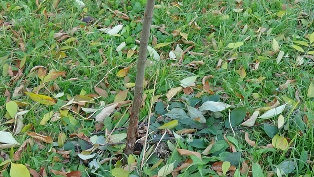 В яблоневом саду на Чайковского вандальные дебилоиды ?...