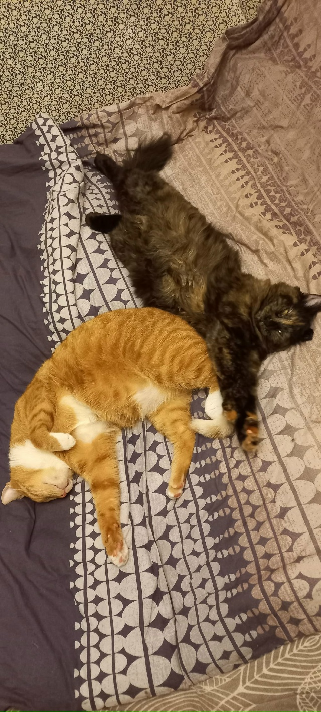 Жульен и Шанель отлыхают после 3 завтрака, потому что н...