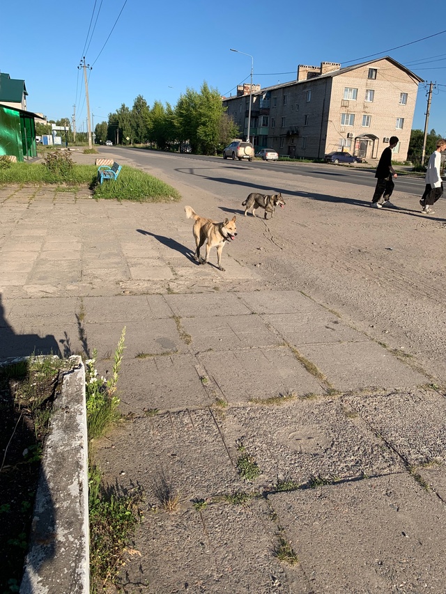 Уважаемые хозяева!! Чьи собаки? Бегают в районе ЦРБ, пр. ...