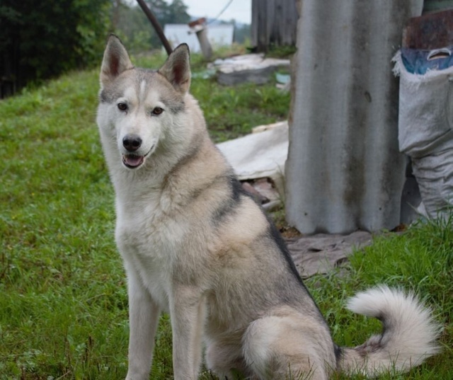 Красавец Саян ищет семью 🐕
Этот пёсо-парень жил со св?...