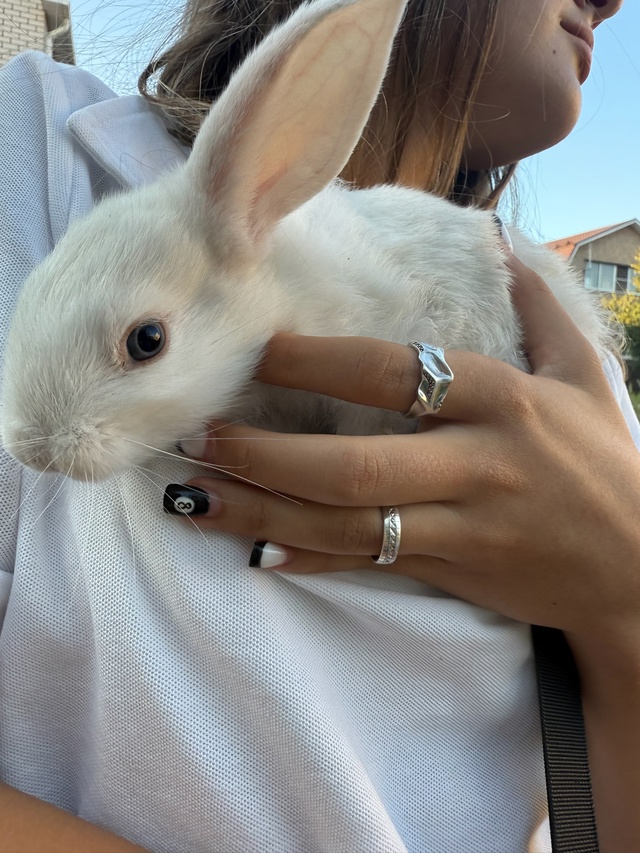 🐰 Найден кролик
На ул. Жуковского, отдам хозяину