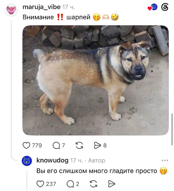 Смеюсь: владельцы собак показали, как выглядят их породистые питомцы, которых купили по объявлению.
