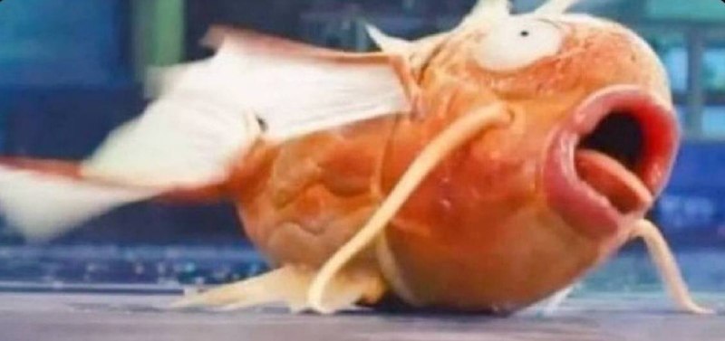 никто:
я без всякой причины подавившись собственной слюной от смеха: