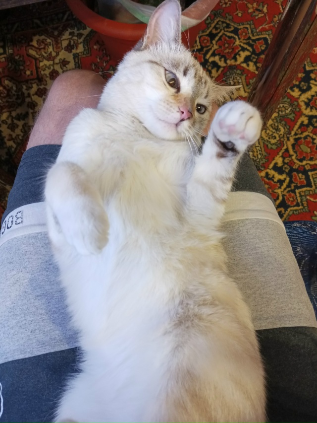 Пропала кошка в окрестности Зои Космодемьянской 53, мож...