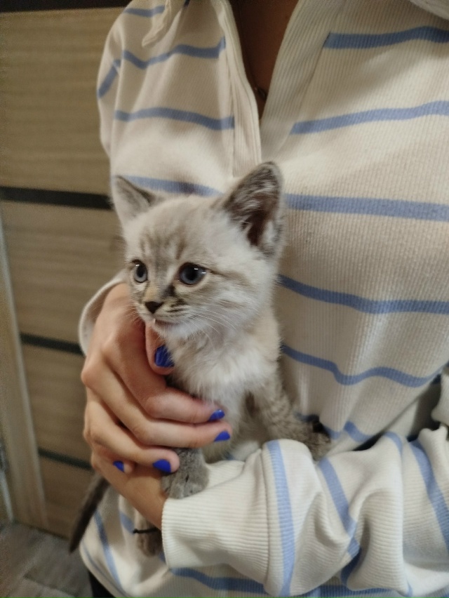 Срочно !!!отдам котёнка (возможно девочка, оочень краси?...