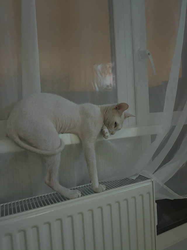 Это Кокос, Донской сфинкс браш. 5 лет с этим чудом, как о?...