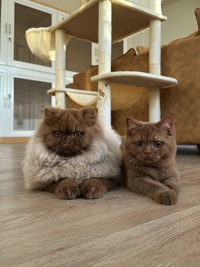 Такой шоколадный медвежонок 🤎