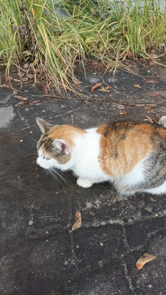 Чья кошечка?