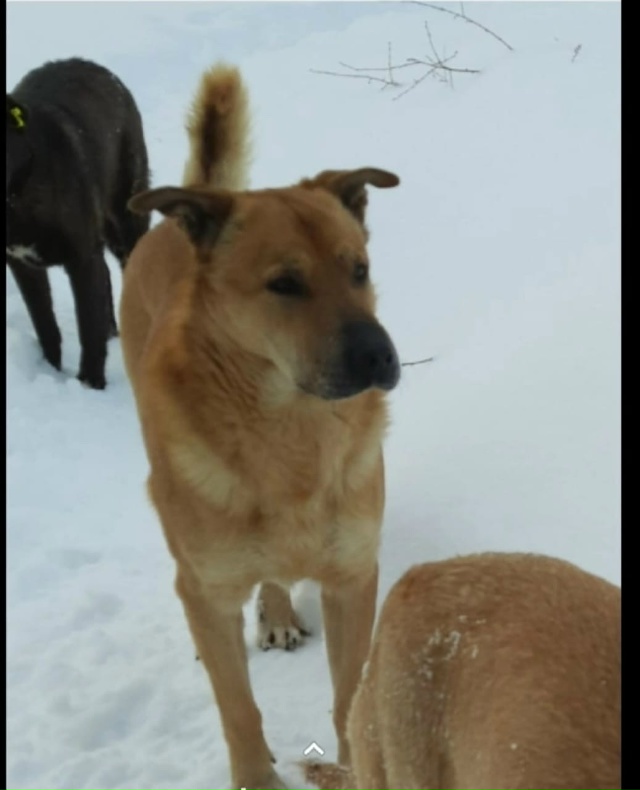 г.Чайковский Пермский край.
Исчез или отловили.... песи...