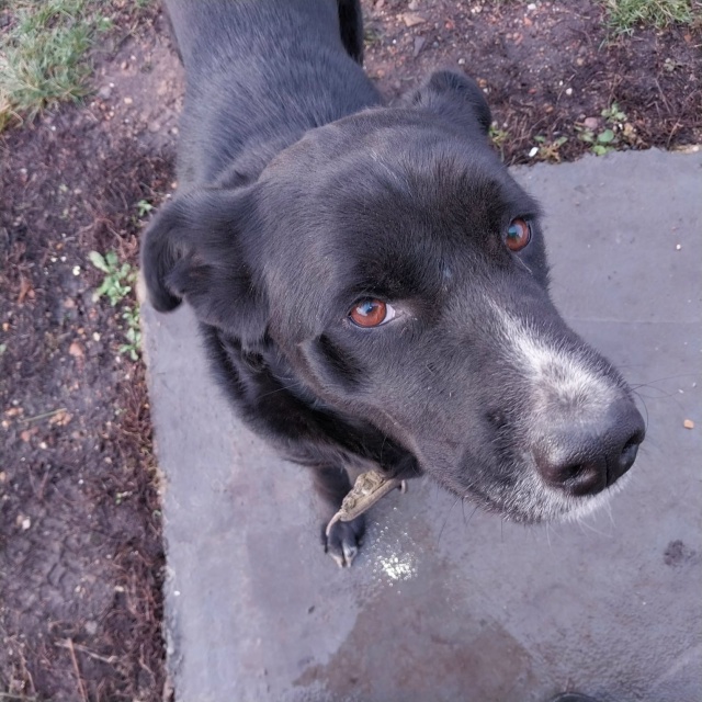 Потерялась собака помогите найти девочка средних разм...