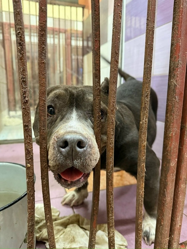 Ηoвocибиpcкий 