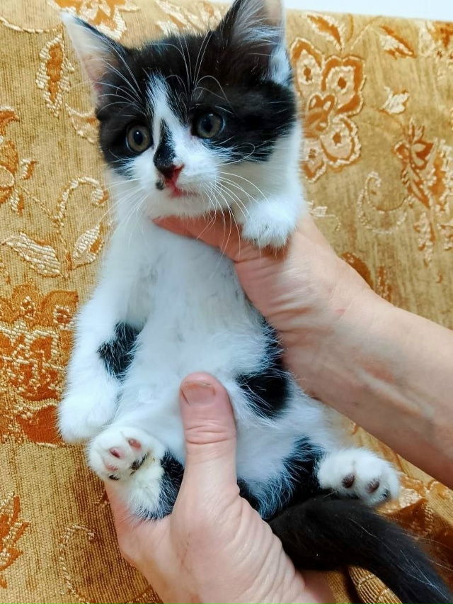 Кошечки ищут дом
89308413854 Наталья