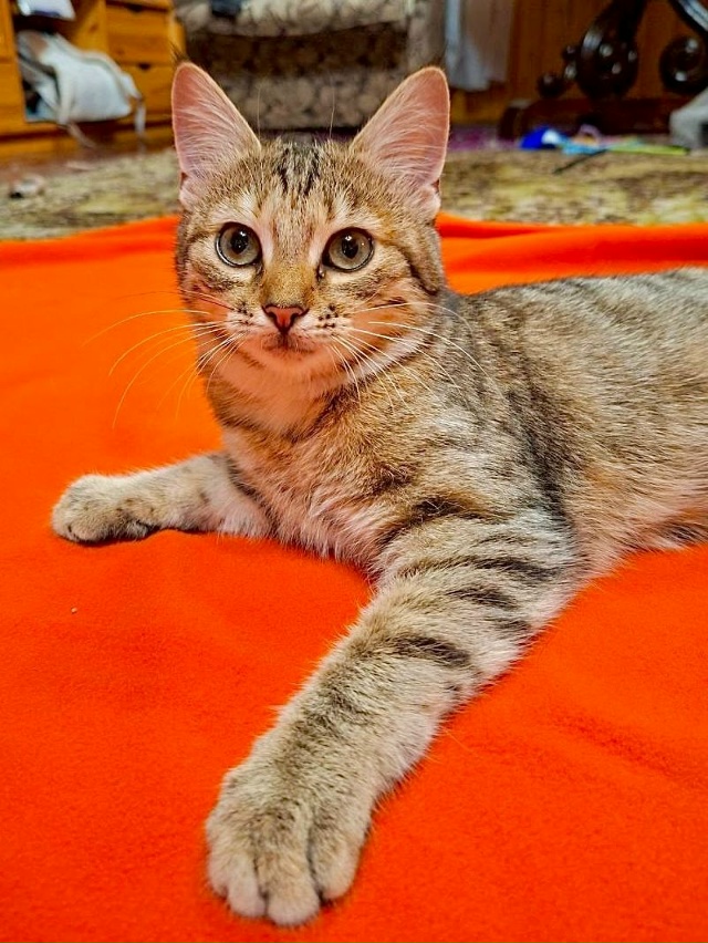 Ушастая девчонка с очень выразительными глазами ищет ?...