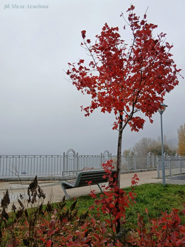 Осенние туманы на набережной. 🍁🌫
Самарская обл.