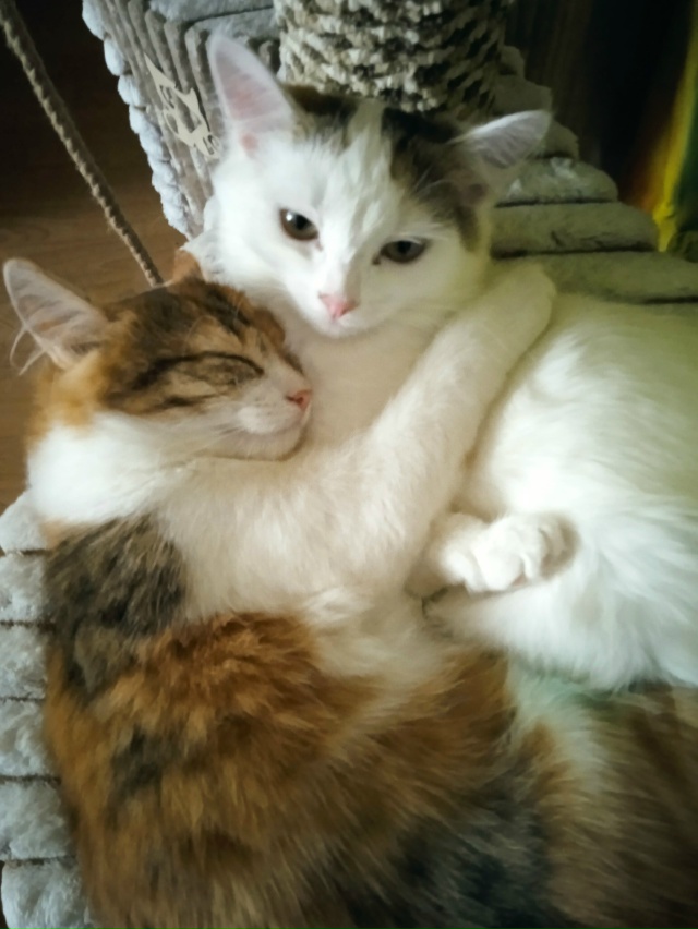 Симба и Хлоя.