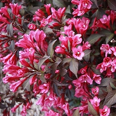 В наличии🌸
Фото саженцев по запросу🌸