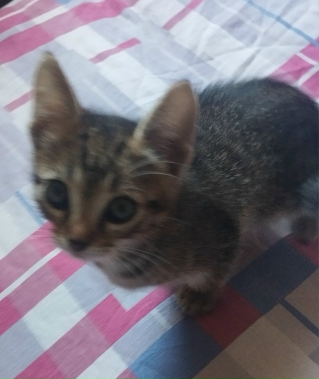 отдам котенка в добрые руки, писать в личные сообщения