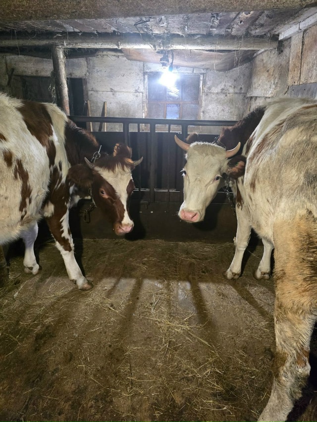 Продается корова(стельная 3 теленком) отел в феврале
Д?...