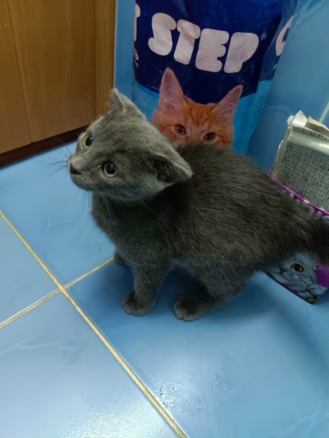 На Победе 1 бегает серый котёнок, на вид домашний, мягки...