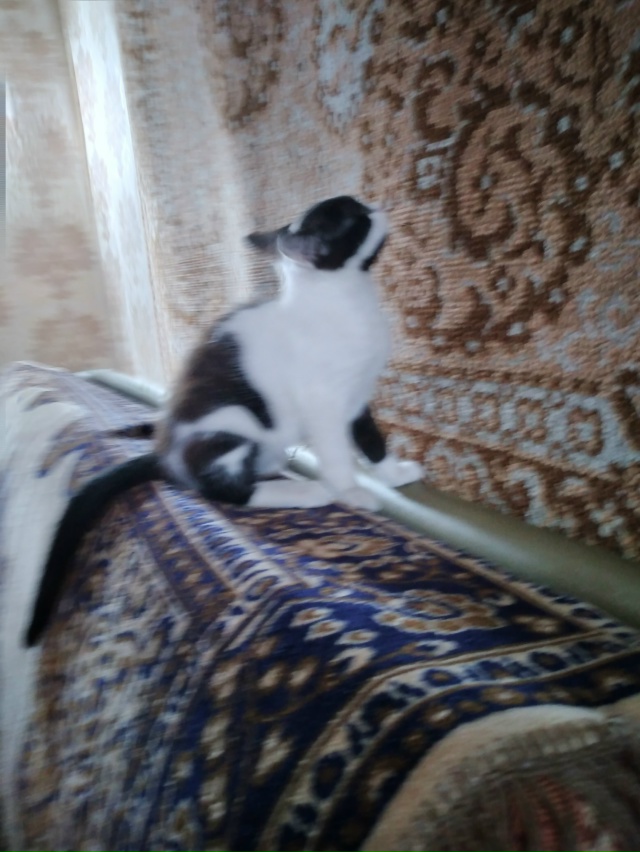 Отдадим в добрые руки красивого котика - 3 месяца Степа?...