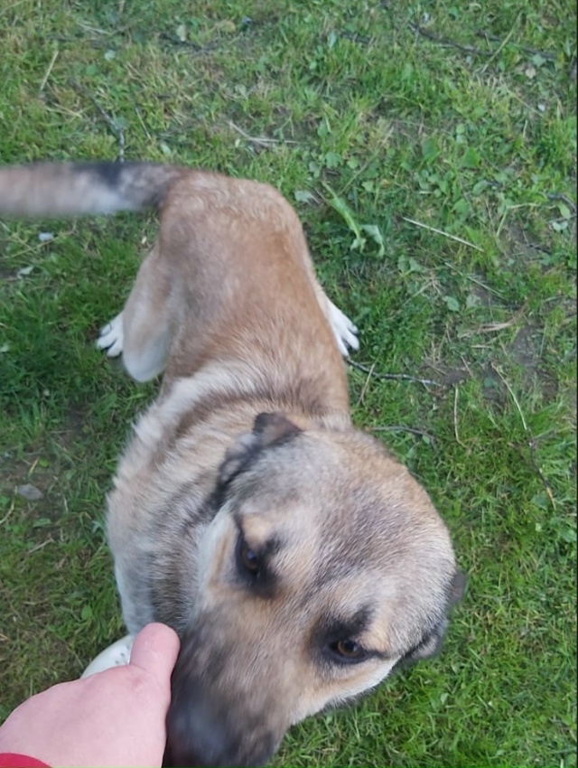 Потерялась собака, зовут Буран. Если увидите или что-то...