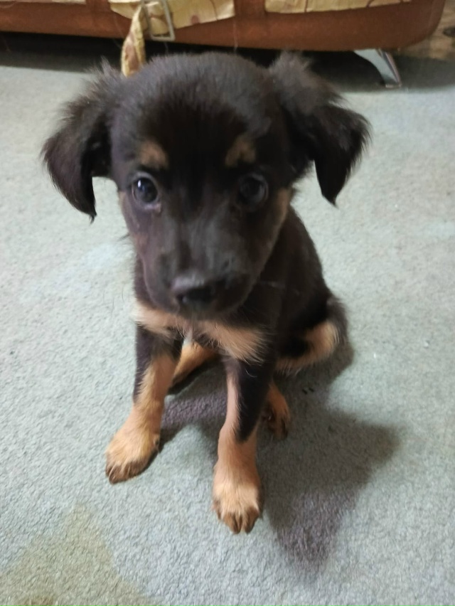 Я с радостью отдам в хорошие руки очаровательного щенк...