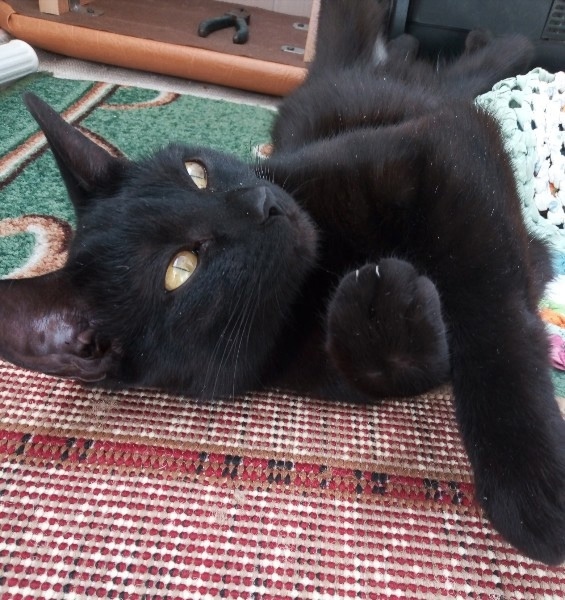 Кошечки так и нет дома...
Прошло 5 дней, как пропала. В по?...