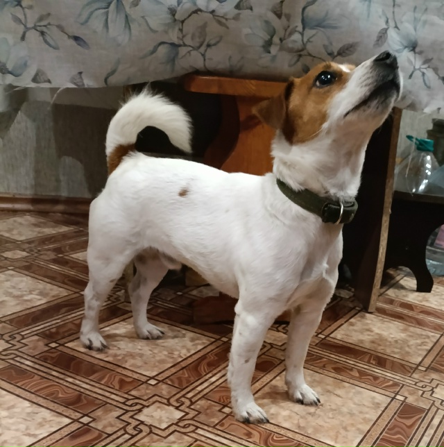 ‼️Найдена собака породы
. Джек Рассел на Садо...