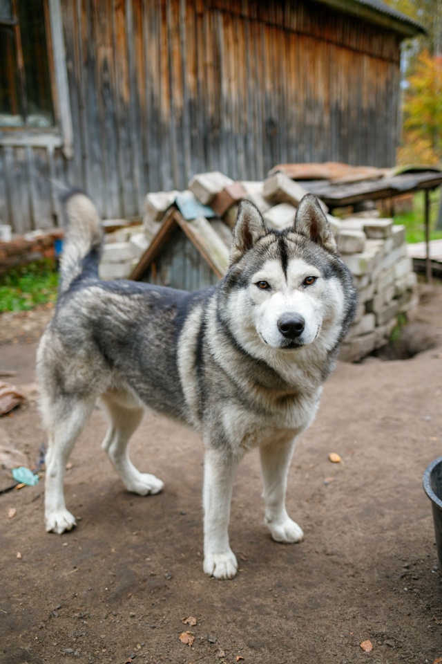 Кай очень ждет своего Человека🙏
Милый, добрый, игривы?...