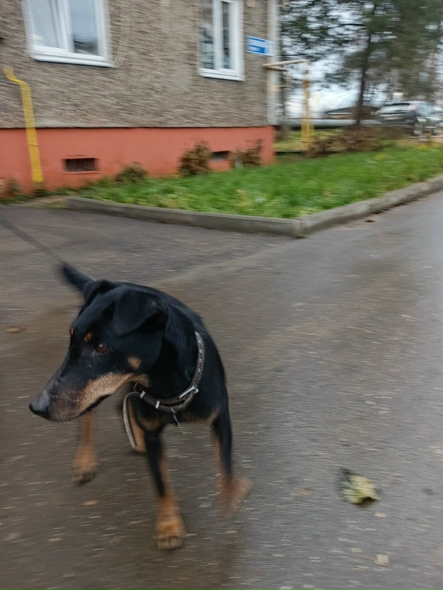 Найдена собака около Гаврилов-Яма. Прошу отозваться хо...