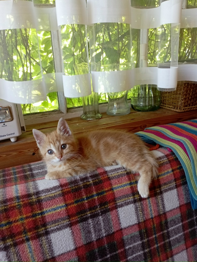 Сима- Серафима, кошечка из канавы, переехала в город. Те...