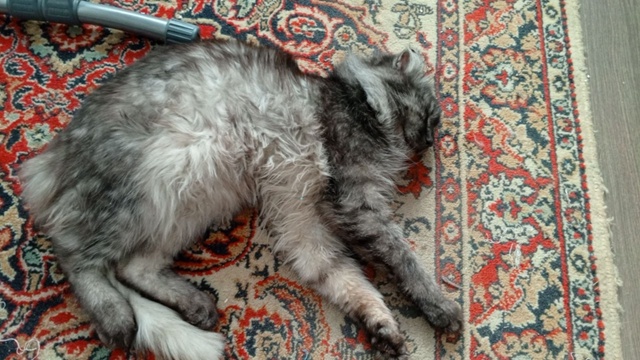 Пропал кот, в конце сентября ушел из дома и не вернулся,...