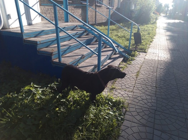 НАЙДЕНА собака мальчик. С ошейником, ходит на Чебуречк?...