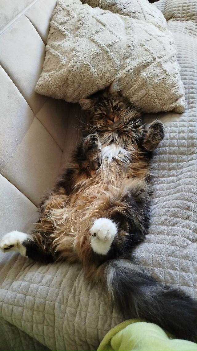 Кот Кокос и утро!