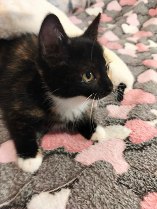 Лен., обл., г.Кировск
Ищем дом котятам, двум сестричкам и...