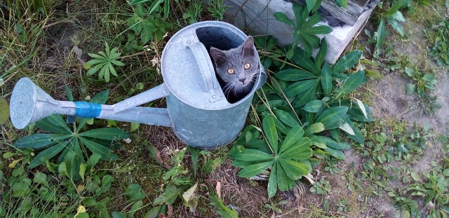 Толенька!🐱