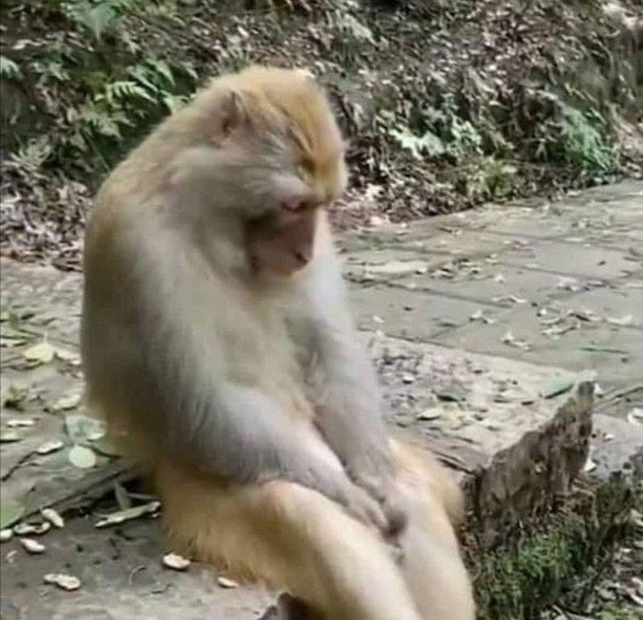 когда попросил совет у друга, но он оказался честнее, чем ты ожидал