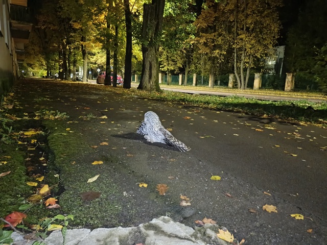 На волх проспекте у худ школы филин грохнулся с дерева ...