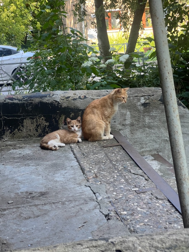 Умоляю,отдельным постом
Крик души!Маленький котёноче?...