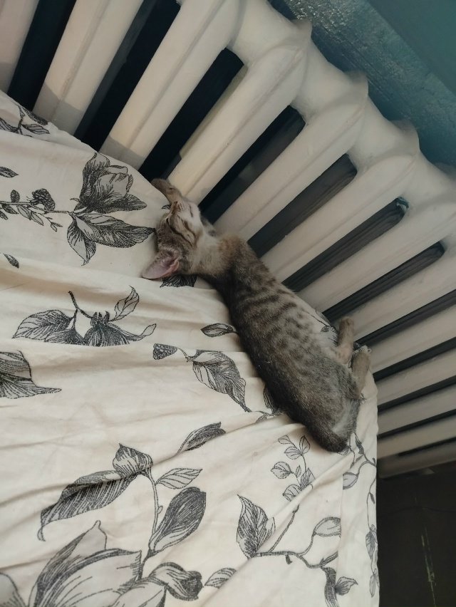 Как можно так спать? Яслик.