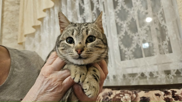 НАШЛИ КОТА❗
Нашли кота около подъезда ул. Девичье поле...