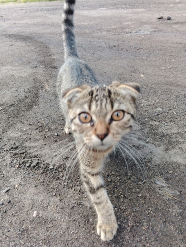 🐱Отдаем в добрые руки.
Звонить 89201834537