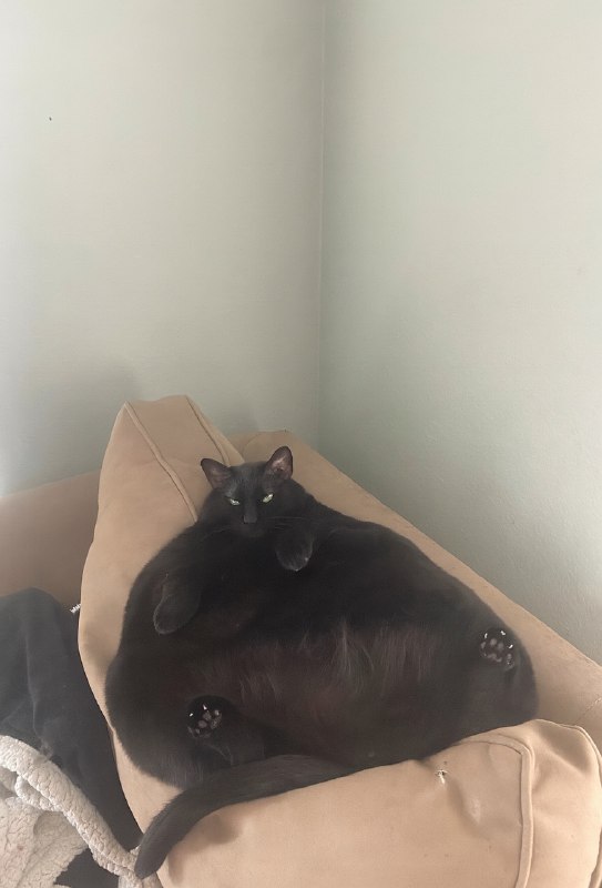 Это здоровый кот, ниже напишем почему
Почему