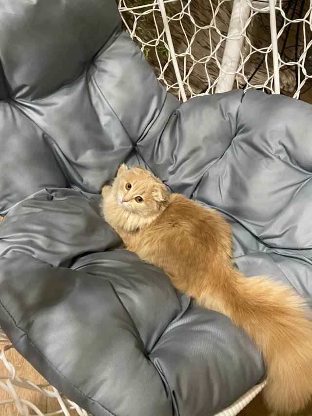 Пропал кот,район ул.Крисанова,ул.Пионеров,ул.Тракторис...