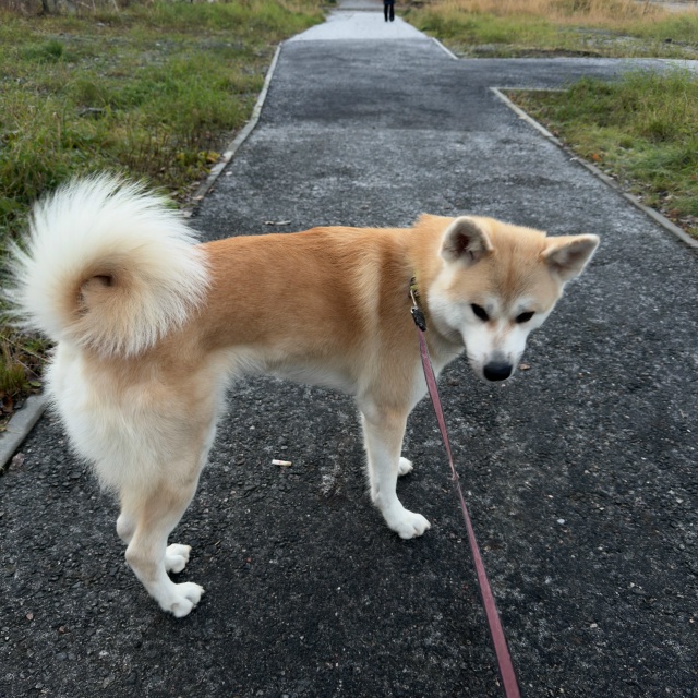 Дата: 25.10
В районе дома  Ленина 60 убежала собака. Убежа...