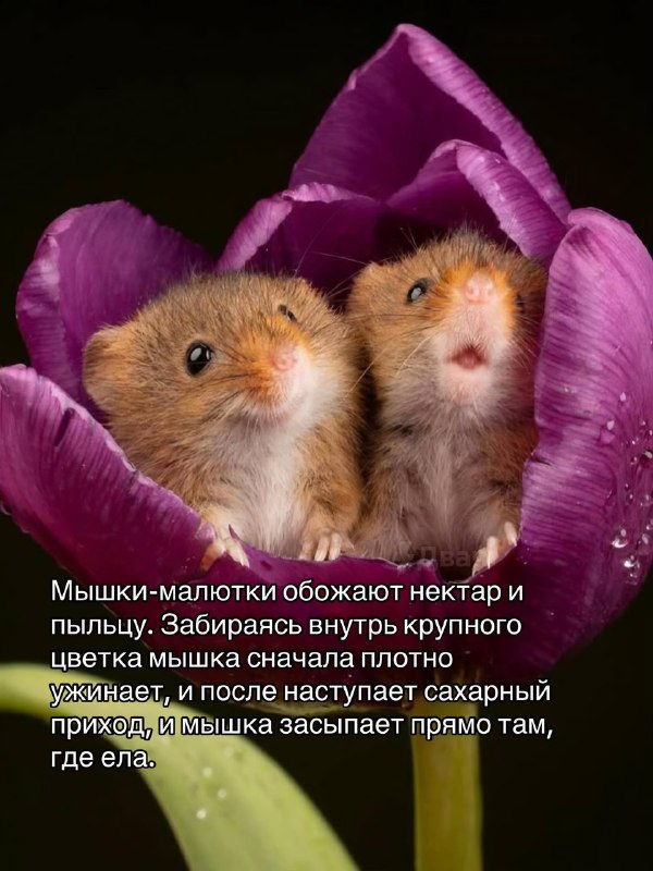 Забудьте на время обо всех плохих новостях — посмотрите интересные факты про жизнь мышки-малютки