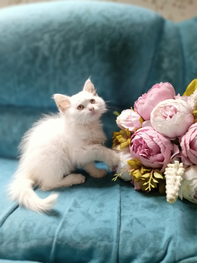 Милый трогательный кошачий ребенок девочка Зефирка😍 ...