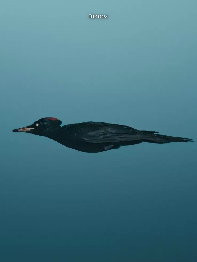 Финалисты конкурса смешных фото дикой природы 2025 — эт?...