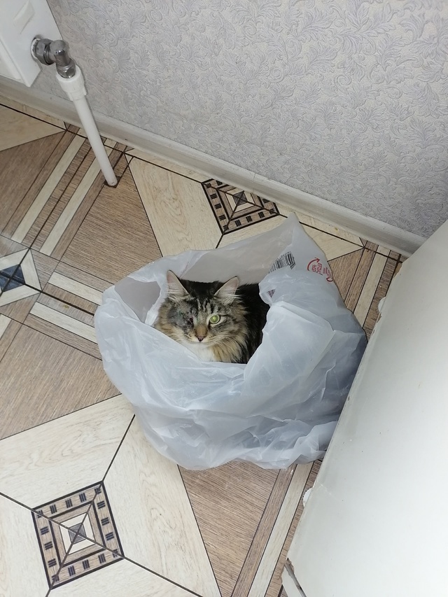 Потерялся кот , глаза одного нет , может кто-то видел ?